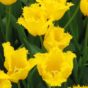 Tulipan żółty strzępiasty Hamilton (5szt.)