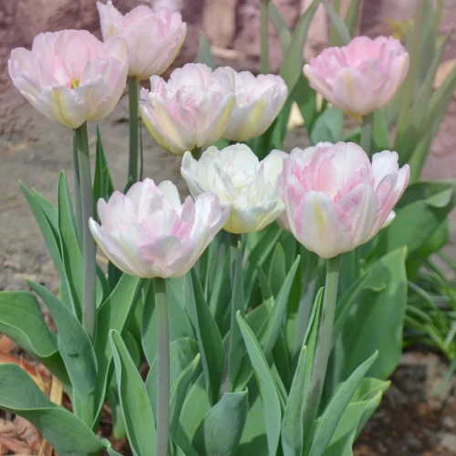 tulipan-angelique.webp