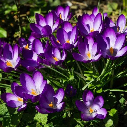 krokus-ruby-giant.webp