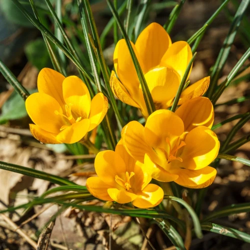 krokus-golden-yellow-zolty.webp
