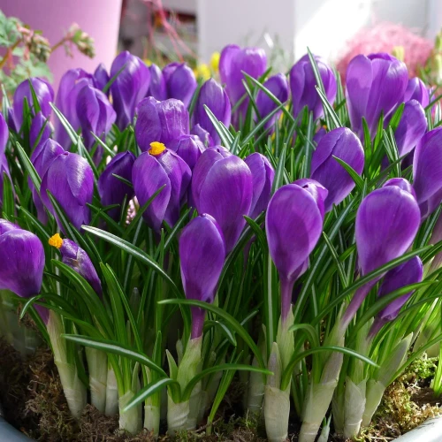 krokus-fioletowy-flower-record.webp