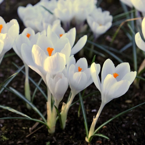 krokus-jeanne-d_arc.webp