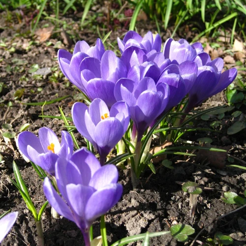 krokus-grand-maitre.webp