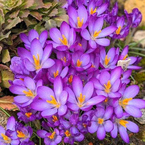 krokus-whitewell-purple.webp