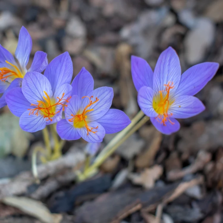 krokus-jesienny-speciosus.webp