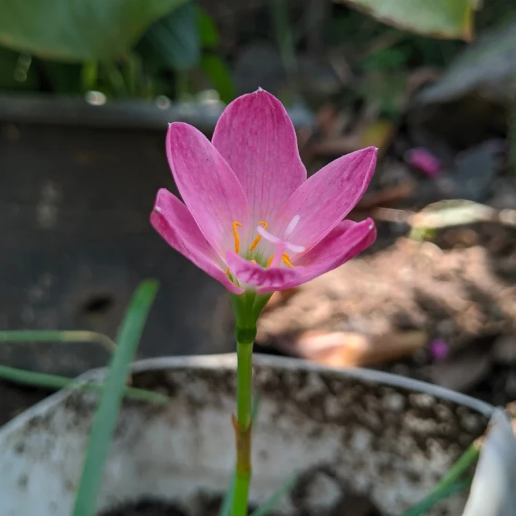krokus-jesienny-zonathus.webp