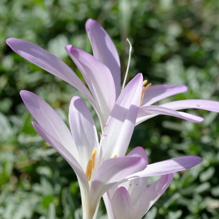 zimowit-colchicum-cilicium.webp