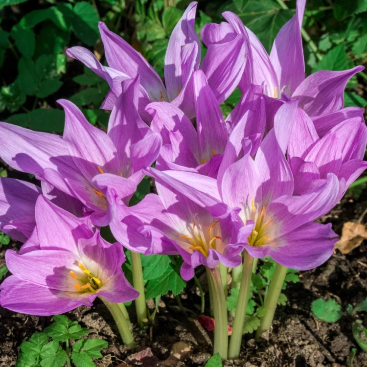zimowit-colchicum-the-giant.webp
