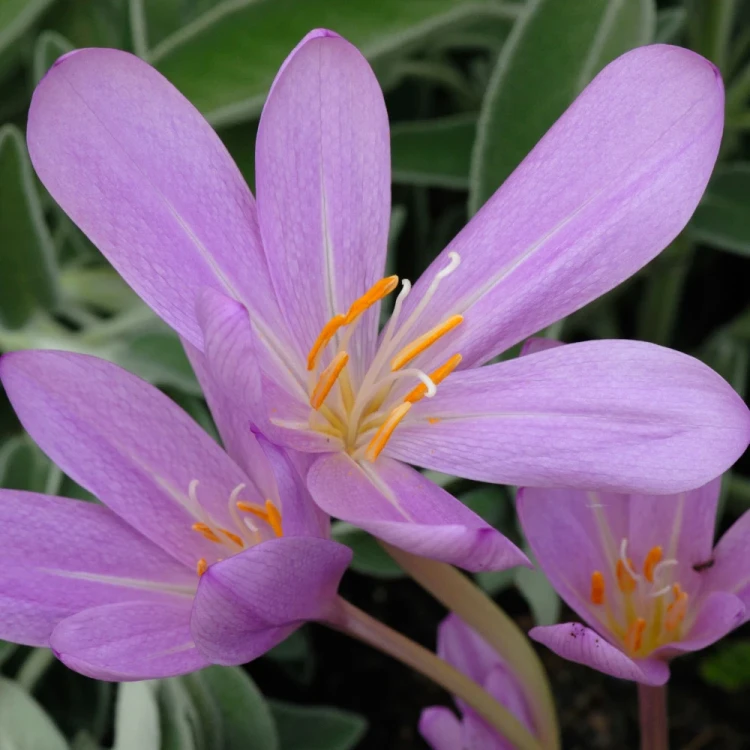 zimowit-colchicum-lilac-wonder.webp