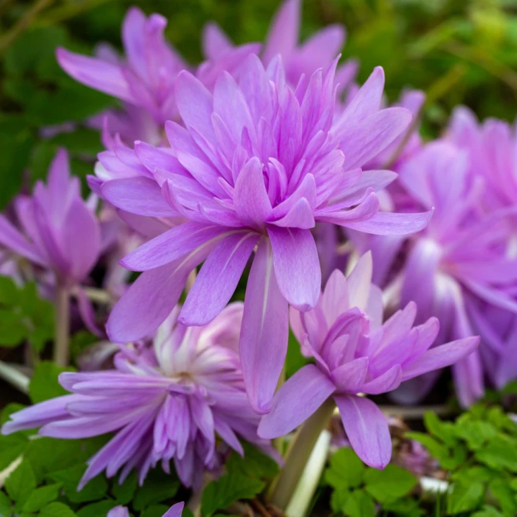zimowit-colchicum-waterlily.webp