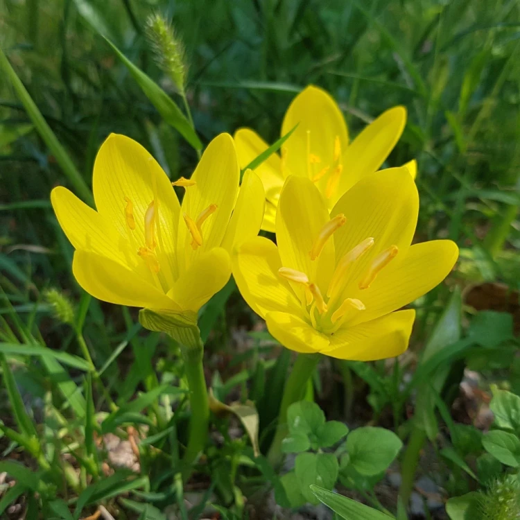 sternbergia-lutea.webp