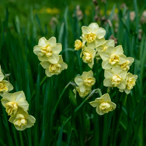 narcyz-yellow-cheerfulness.webp