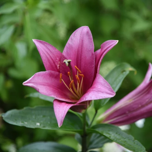 lilia-drzewiasta-purple-prince.webp
