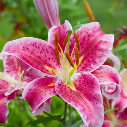 lilia-stargazer-orientalna.webp
