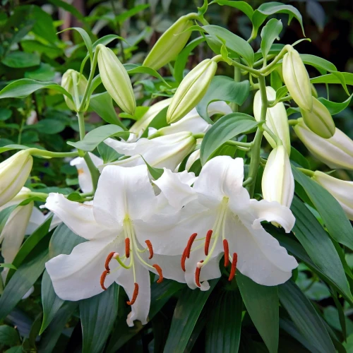 lilia-casa-blanca-biala-orientalna.webp