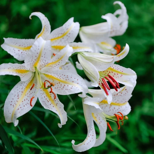 lilia-orientalna-garden-party.webp