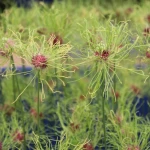 Czosnek Ozdobny włochaty Hair (10szt.)