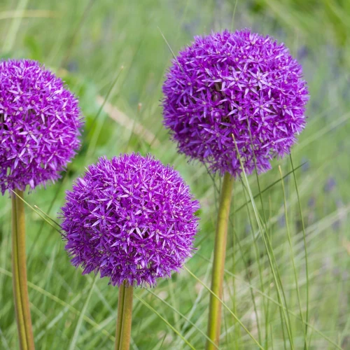 allium-purple-sensation.webp