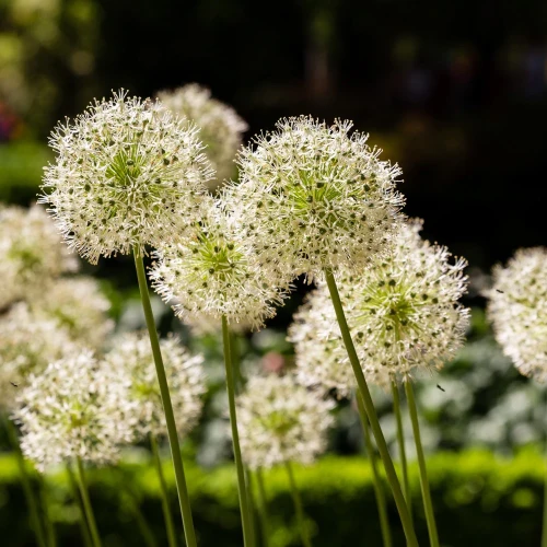 allium-mount-blanc.webp