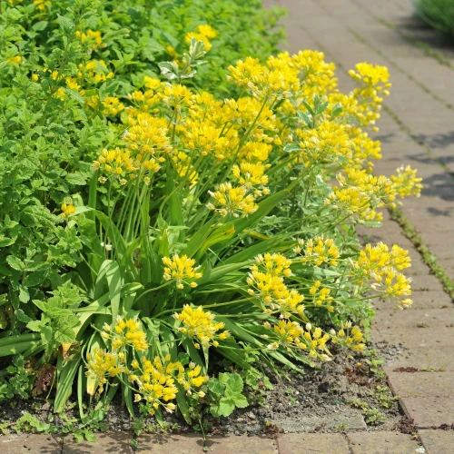 allium-moly-luteum.webp