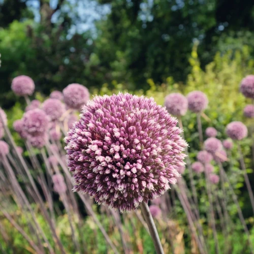 allium-summer-drummer.webp