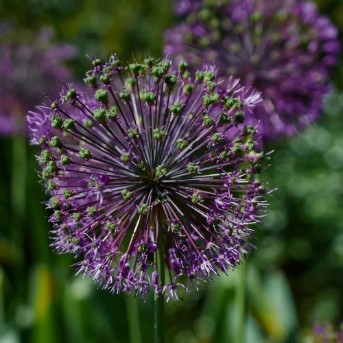 allium-akbulak.webp