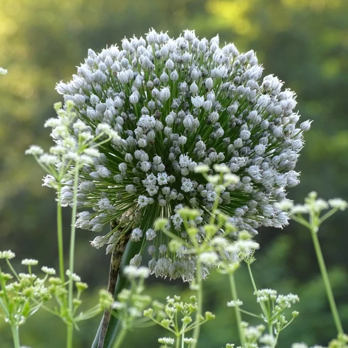 allium-white-cloud.webp
