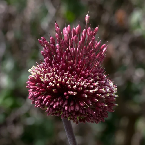 allium-red-mohican.webp