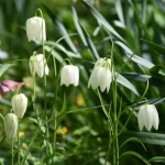 szachownica-meleagris-alba.webp