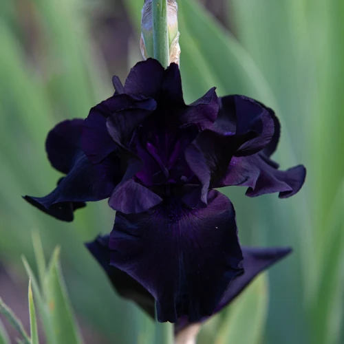 irys-black-night.webp