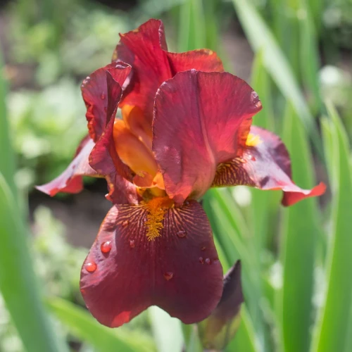 irys-red-zinger.webp