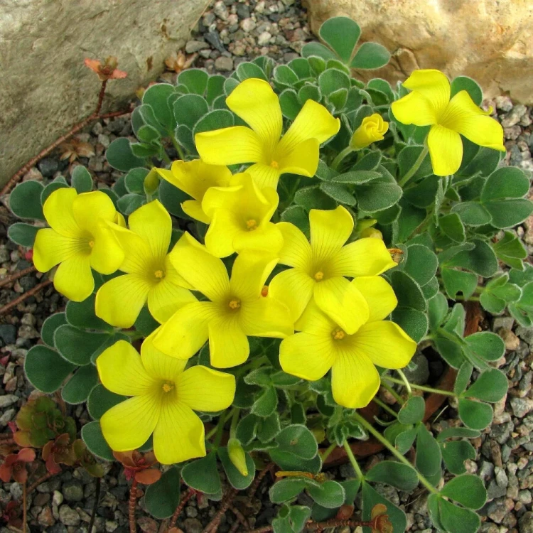 szczawik-oxalis-ken-aslet.webp