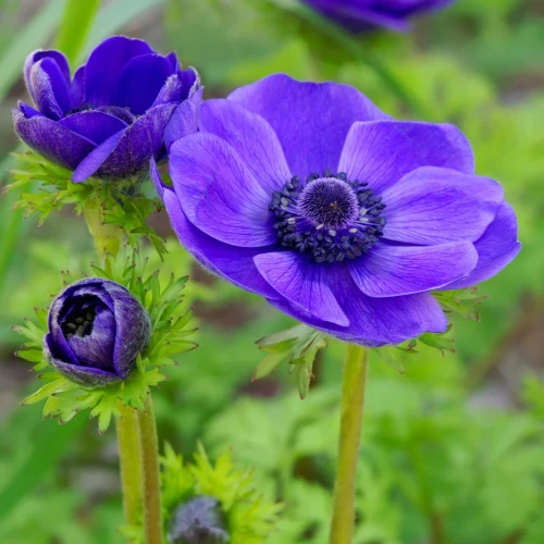 zawilec-anemone-mr-fokker.webp
