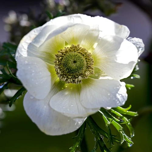 zawilec-anemone-the-bride.webp