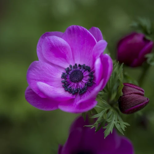 zawilec-anemone-sylphide.webp