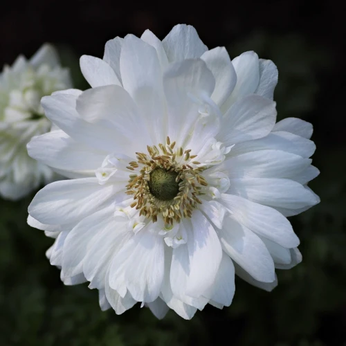 zawilec-anemone-mount-everest.webp