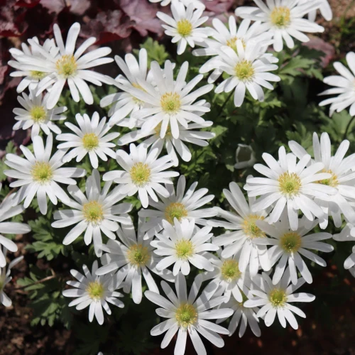 zawilec-anemone-blanda-white-splendour.webp
