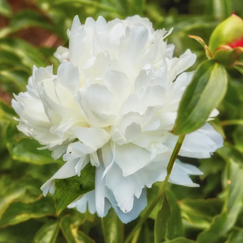 piwonia-shirley-temple.webp