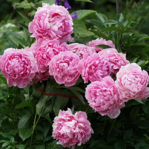 piwonia-sarah-bernhardt.webp
