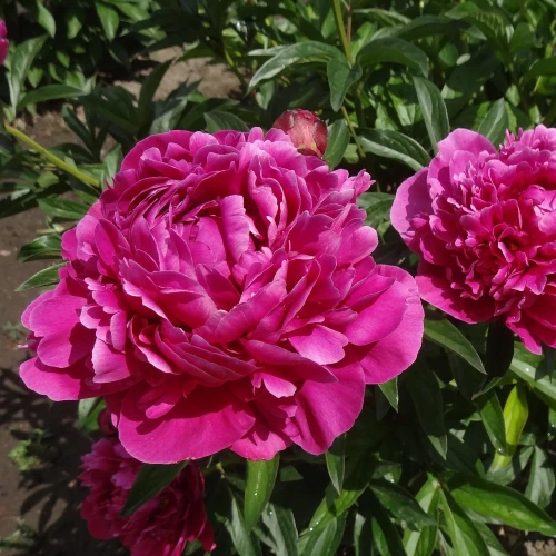 piwonia-karl-rosenfield.webp