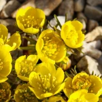 Rannik Cylicyjski (5szt.)