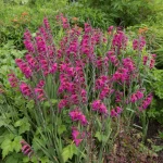 Mieczyk Bizantyjski (5szt.)