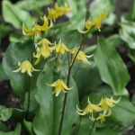 Psiząb żółty Pagoda (5szt.)