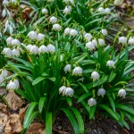 Śnieżyca letnia - Leucojum Aestivum (5szt.)