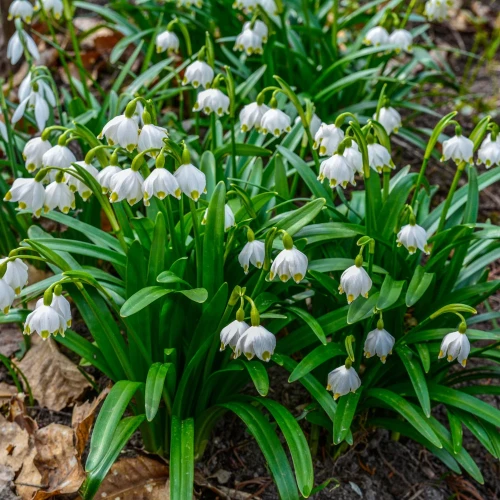 leucojum-aestivum-sniezyca.webp