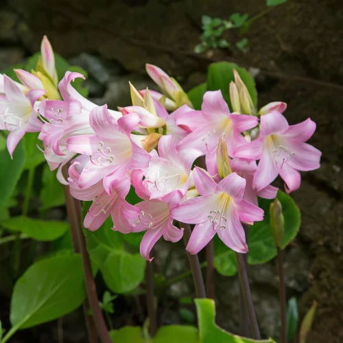 amarylis-belladonna.webp