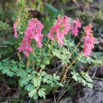 Kokorycz Solida Beth Evans (5szt.)