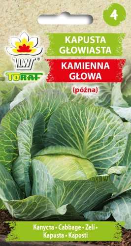 Kapusta-głowiasta-biała-KAMIENNA-GŁOWA.webp