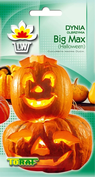 Dynia-olbrzymia-BIG-MAX.webp