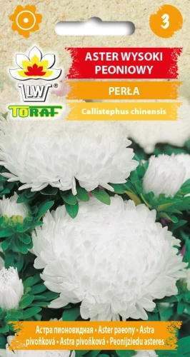 ASTER-WYSOKI-PEONIOWY-PERŁA.webp